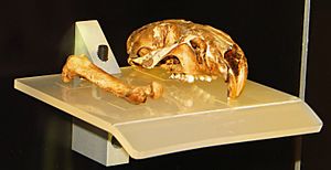 Archivo:Canariomys bravoi fossils