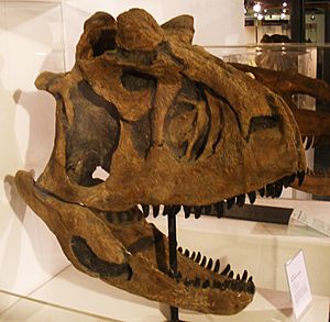 Archivo:Carnotaurus sastrei 22