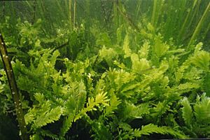 Archivo:CaulerpaTaxifolia
