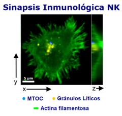 Archivo:Cel NK Sinapsis MTOC Gránulos Actina