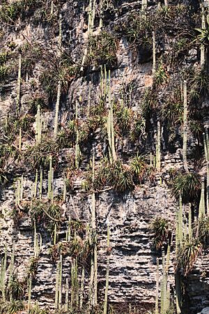 Archivo:Cephalocereus apicicephalium1