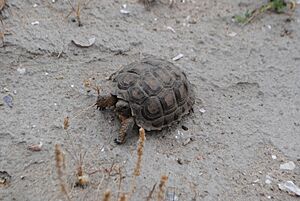 Archivo:Chelonoidis chilensis 1