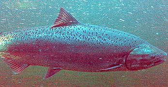 Chinook salmon2