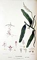 Cleisostoma beckleri - FitzGerald, Australian Orchids - plate 85 (1877)