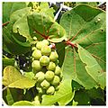 Coccoloba uvifera 01A - green fruit