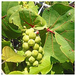 Coccoloba uvifera 01A - green fruit.jpg