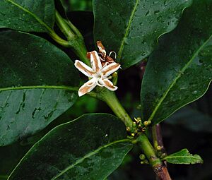 Archivo:Coffea robusta B