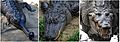 Comparison - Crocodilia