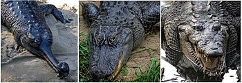 Archivo:Comparison - Crocodilia