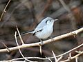 Cuban Gnatcatcher (cropped)