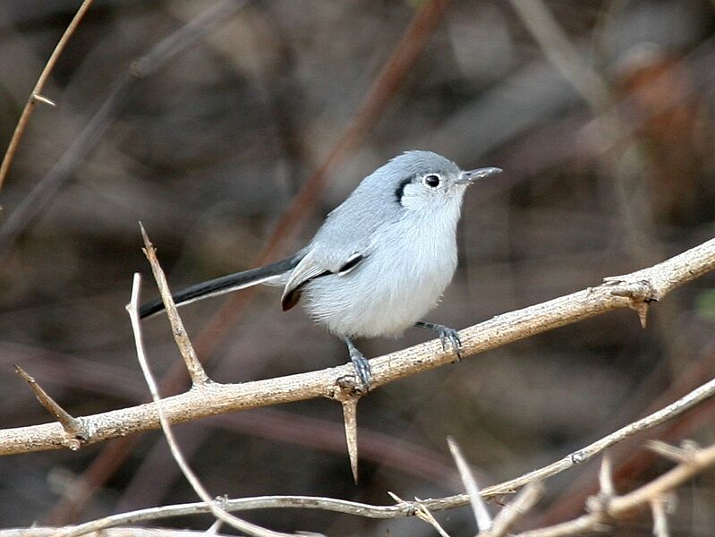Cuban Gnatcatcher (cropped)