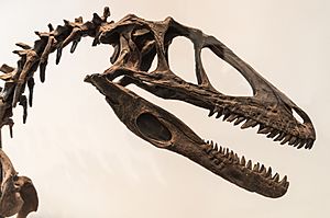 Archivo:Deinonychus skull ROM