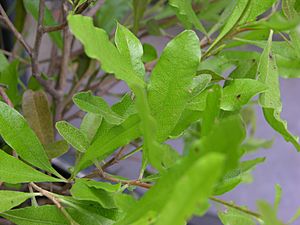 Archivo:Dodonaea viscosa 'Purpurea' Leaves and Stems 3264px