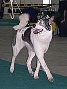 East Siberian Laika 03