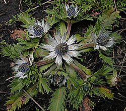 Eryngium carlinae (9476907702).jpg