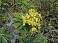 Euphorbia regis-jubaeà Lanzarote inflorecence