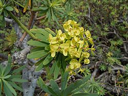 Archivo:Euphorbia regis-jubaeà Lanzarote inflorecence