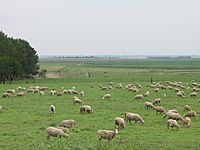 Archivo:Gauteng-Sheep Farming-001