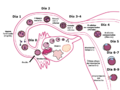 Human Fertilization-es