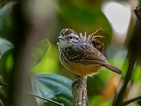 Hypocnemis ochrogyna Rondonia Warbling-Antbird (female); Pimenteiras d'Oeste, Rondônia, Brazil.jpg