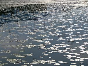 Archivo:India - Srinagar - 014 - Dal Lake lilly pads