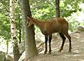 Isard des pyrenees bigorre 2003
