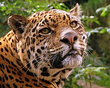 Archivo:Jaguar at Edinburgh Zoo