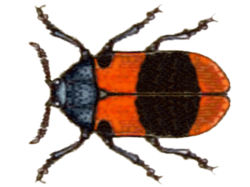 Lachnaia pseudobarathraea.png