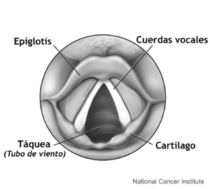 Archivo:Larynx (top view)-es