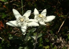 Archivo:Leontopodium alpinum Italien Pordoipass 931