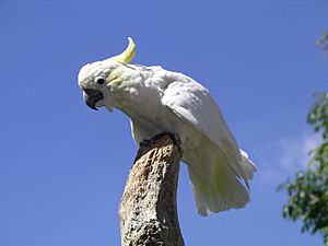 Archivo:Lesser-sulphur crested cockatoo 31l07