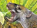 Life reconstruction of the marsupial lion Wakaleo oldfieldi