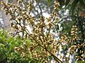 Litchi sinensis flowers 02