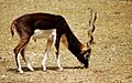 Male Blackbuck