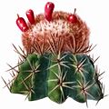 Melocactus lemairei The Cactaceae