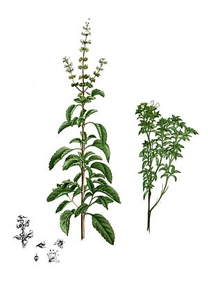 Archivo:Ocimum sp Blanco2.257-cropped