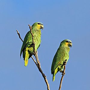 Archivo:Orange-winged parrots (Amazona amazonica tobagensis)