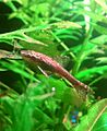 Otocinclusnegro