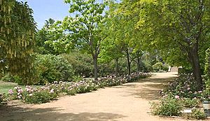 Archivo:Paseo de rosas en el Arboreto el Carambolo