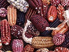 Archivo:Peruvian corn