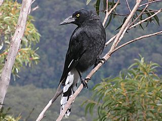 Pied Currawong, Blue Mountains.jpg