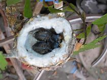 Archivo:Pirané Pirane Formosa Picaflor Garganta Blanca Leucochloris albicollis White-throated Hummingbird 3