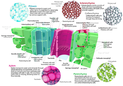 Archivo:Plant cell types