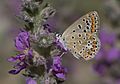Polyommatus icarus - Çokgözlü mavi 34-3