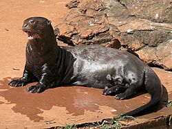 Pteronura brasiliensis zoo Brasilia 01.jpg