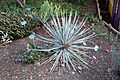 Puya venusta - San Luis Obispo Botanical Garden - DSC05928