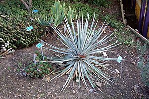Archivo:Puya venusta - San Luis Obispo Botanical Garden - DSC05928