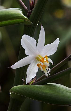 Archivo:Rengarenga flower (Arthropodium cirrhatum)