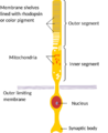 Rod Cell