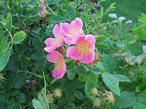 Archivo:Rosa arkansana